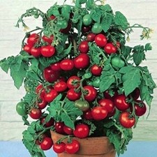 25 Tiny Tim Tomato Seeds