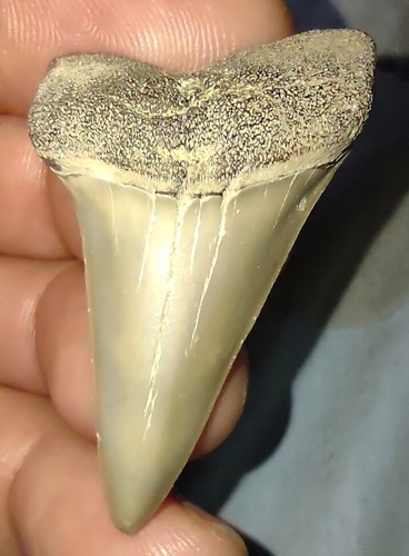 Real Fossil Lee Creek Aurora Extinct Great White Mako Shark Tooth Sharks Teeth - Picture 5 of 8