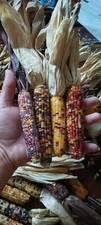 300 Seeds! Miniature Indian Corn! Fun and Easy To Grow! Beautiful and Decorative