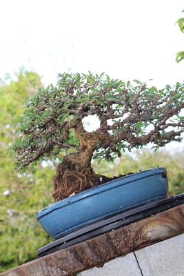 date palm plants for sale Phoenix roebelenii (Pygmy Date Palm)  Ricardo's Nursery