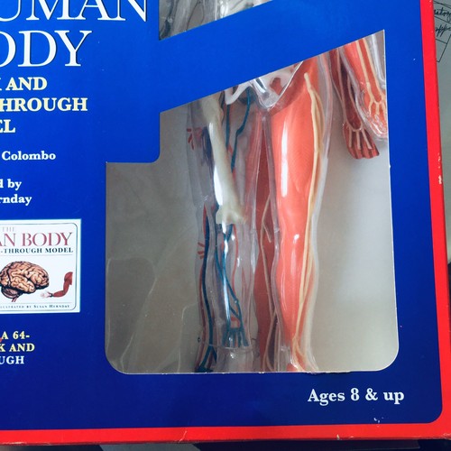 Human Body Model Kit "The Visible Woman" Vintage Revel Educational - Picture 4 of 6