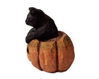 Halloween Black Cat sitting in a Jack O Lantern JOL Pumpkin Anthony Costanza — photo 4