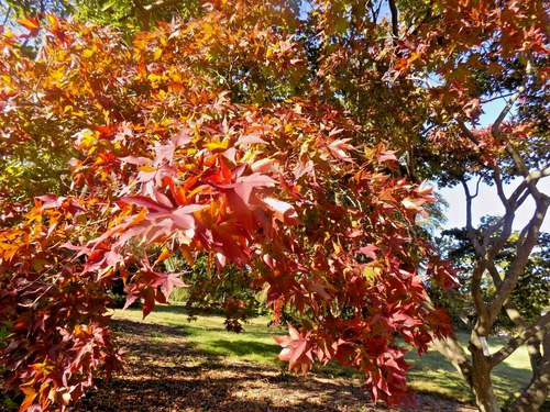 15 SEMI D'ACERO GIAPPONESE GLORIA AUTUNNALE - Acer palmatum 'Gloria d'autunno' - Foto 6 di 8
