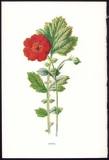 c1879 Hulme Garden Flowers Antique Botanical Print Avens - Geum coccineum
