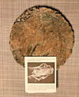 OWLS! Shapes of Clay by Stan volcanic ash pottery owl wall hanging plaque signed — photo 3
