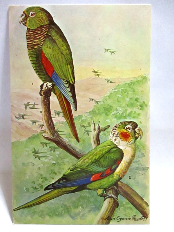 1950s SIGNED LOUIS AGASSIZ FUERTES POSTCARD PARAKEETS FROM THE ANDES OF COLUMBIA