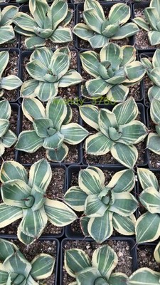 RareSucculent Plant Agave parryi var. truncata Variegated lime streak