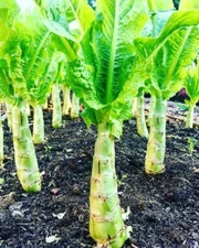 50+ seeds Chinese Lettuce Stem asparagus Celttuce Celery Luttuce Woju Wosum USA