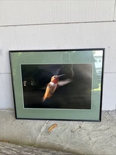 Large 16" Vtg Hummingbird Picture Print Bird Photography Fine Art Photo Signed