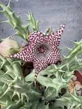 XHuerorbea'Pranburi Shout out