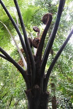 Cyathea medullaris. Black Tree Fern. Spores (collected 2025)