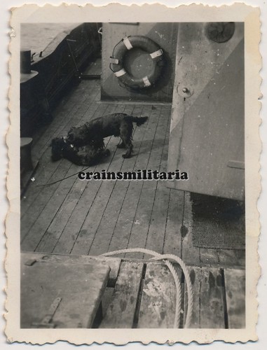 Orig. Foto Bordhund Hund auf Schiff VP-Boot V-814 im Hafen HOEK VAN HOLLAND