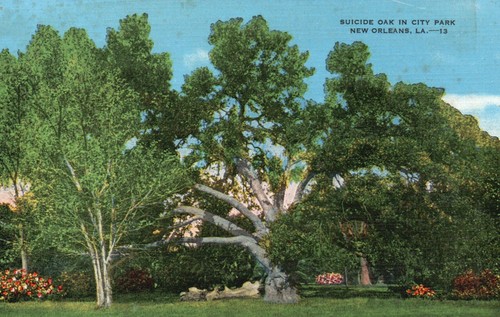 Postcard LA New Orleans Suicide Oak City Park Unposted Linen Vintage PC K8240