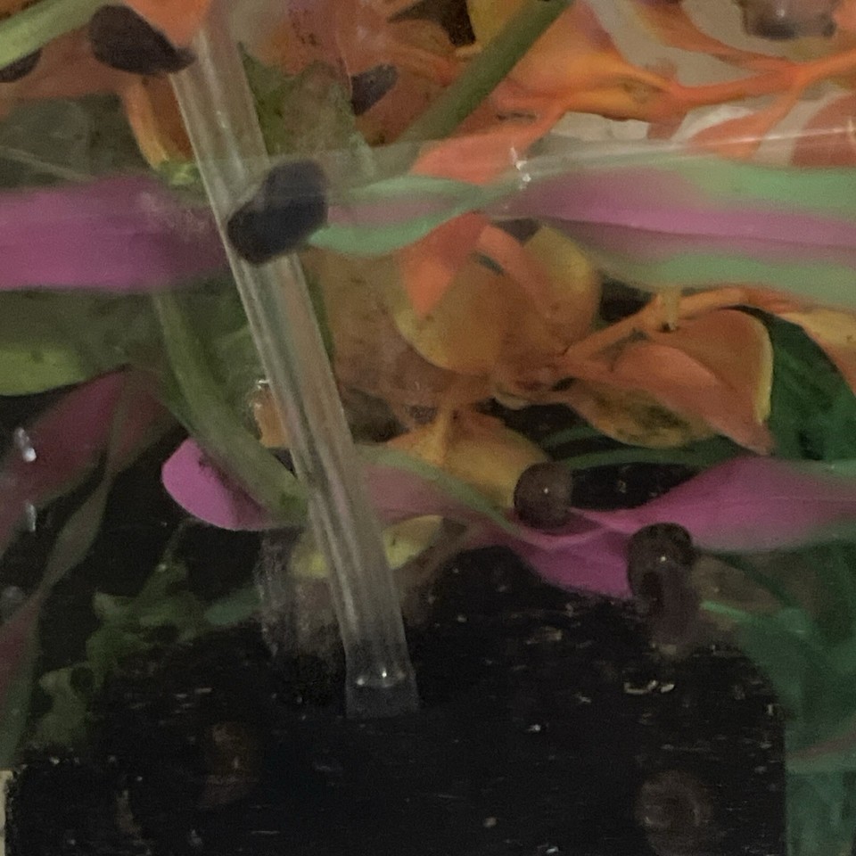 100 Feeder Snails Live Tank Cleaner Pea Puffer Turtle Food Ramshorn