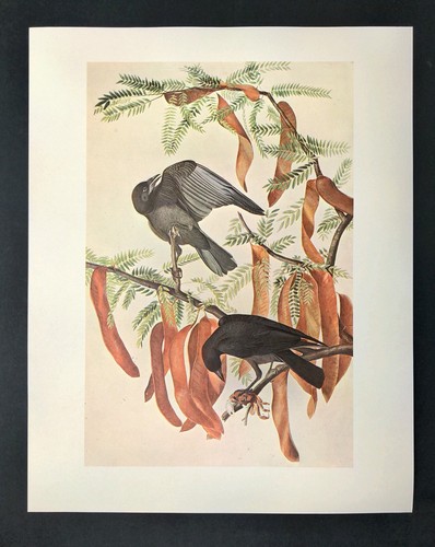 FISH CROW John James Audubon Birds Vintage Art Book Plate Print 67 - Picture 2 of 3
