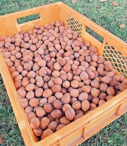 4 kg Walnüsse Neue Ernte! 2025, unbehandelt, naturbelassen.