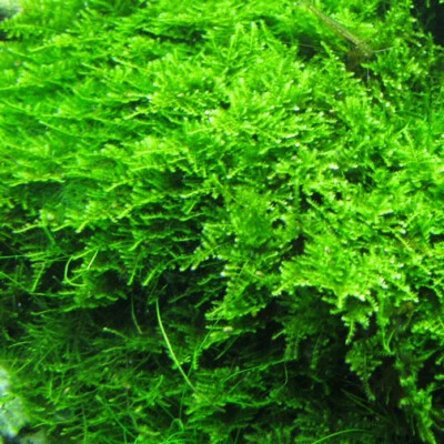 Christmas Moss Live Aquarium Plant Aquatic Plants Java Moss BUY 2 GET 1 FREE ✅