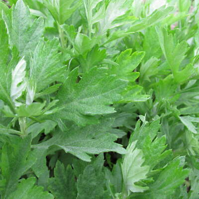 500+ Mugwort Seeds (Artemisia Vulgaris) - Medicinal & Culinary Perennial Herb, USA Grown