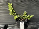 Harlequin Euonymus — photo 2