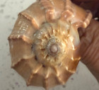 Harpidae Harpa Articularis - 85.24mm - Excellent Color & Pattern — photo 5