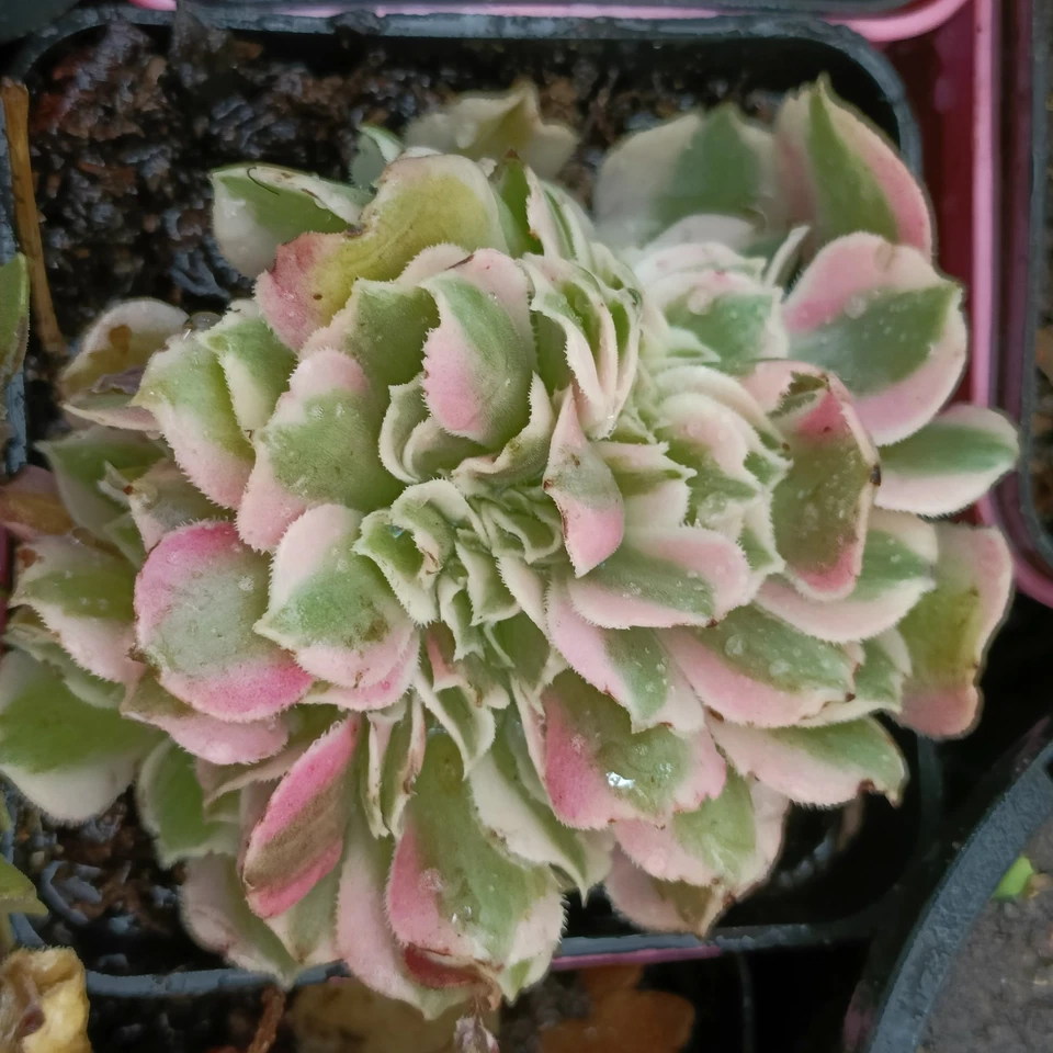 Aeonium Pink witch  cristata 🌹Cutting 8cm Succulent - Image 2 of 3