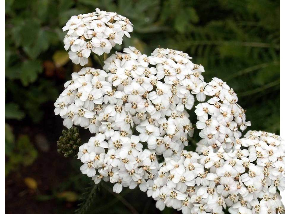 Limited time trial price White Yarrow bin136 Seeds Ranking TOP16