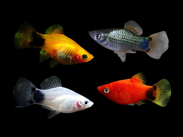 tropical community fish for sale