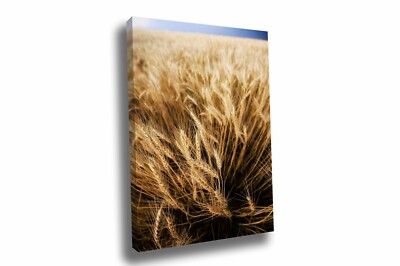 Wheat Field Canvas: Oklahoma Farm Country Grain Stalks Farmhouse Wall Art