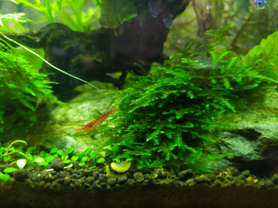 NEOCARIDINAS RED CHERRY GAMBAS ACUARIO ESTANQUE AGUA FRÍA LIMPIADORAS  X10 - Imagen 2 de 4