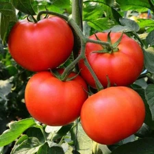 Homestead Tomato Seeds, NON-GMO, Heirloom, Determinate, Variety Sizes, FREE SHIP