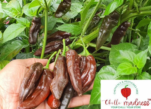 Aji Panca Chocolate Chilli Pepper Sustainably Grown in Australia 10 Seeds - Picture 10 of 10