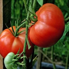 240+ Seeds Burpee's Big Boy Tomato Seeds ---------- NON GMO --- FRESH