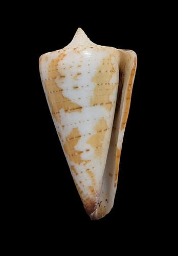 Conchiglia Shell CONUS MALDIVUS Reunion is. 39,3 mm # FREAK FORM - Picture 2 of 4
