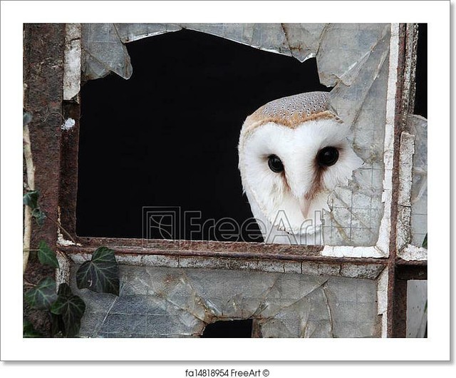 31 Print Bird Bird Spider Old Script Paper Night Scary Seasonal