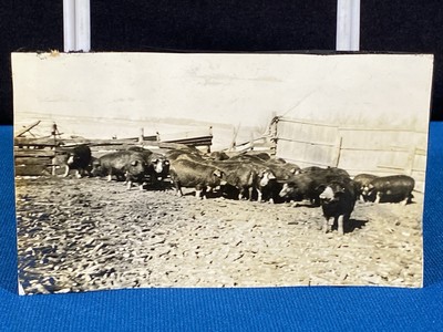 Pigs Ready to Go to Market Farm Creston Iowa Antique 1910's Photo Lt#57