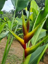 HELICONIA HONEYBEE LIVE RHIZOME TROPICAL EXOTIC PLANT