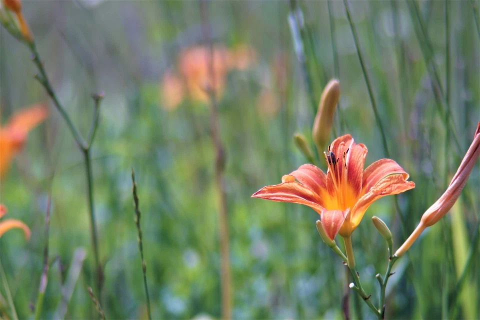 Cosina Samigon auto 300mm F:5 m42 mount Sony Nikon Canon Pentax DSLR DSLM - Image 3 of 4