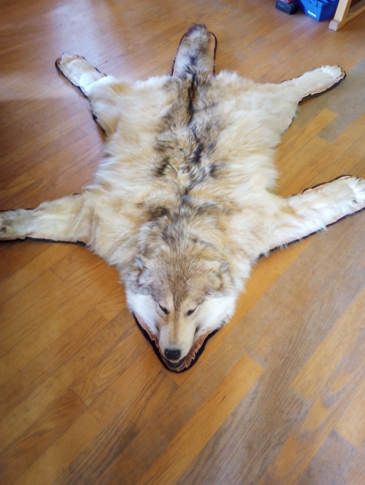 Full Body Wolf Mount Taxidermy Whitetail Deer Antler Mule Wolf Hunt
