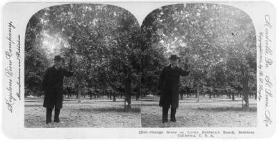 Orange grove on Lucky Baldwin's ranch, southern California, USA c1900 Old Photo