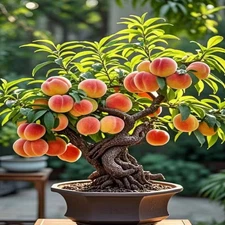 Blooming Peach Bonsai Tree for Gardens & Porch Decor Low-Maintenance Southern El