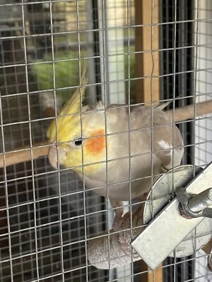 cockatiel pair for sale