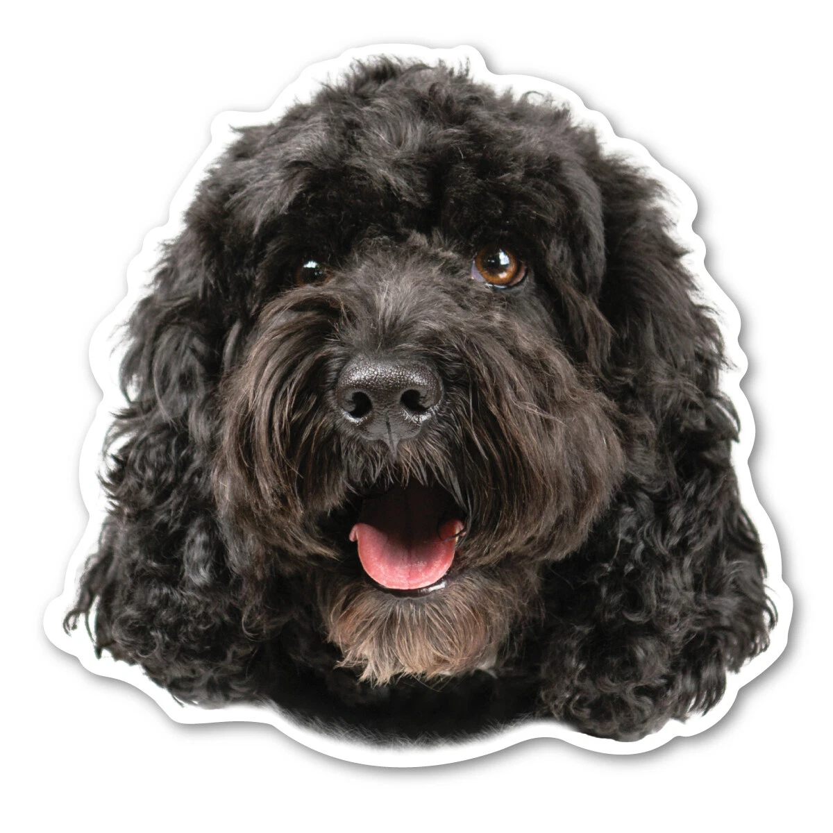 Black cockapoo sales