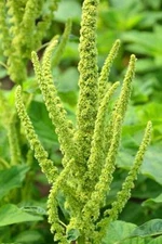 200 GREEN THUMB AMARANTHUS Hypochondriacus Flower Seeds Amaranth *Comb S/H