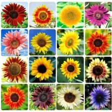 Bulk Sunflower Seeds for Planting - Heirloom NonGmo Flower Seeds for Home Garden