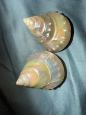 Pair Of Turbo Aka turban shells. Beautiful. Rear