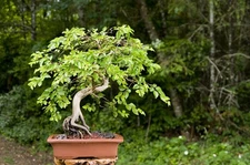 10 Korean Hornbeam Tree Seeds