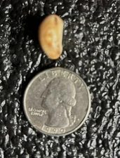 Elk Ivory Teeth - Sngl - Jewelry Quality - Cleaned & Polished 4