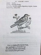 Verzellino Cini Maglia Lotto Donne, 1557 Carduelis Uccelli Serinus Rara Stampa