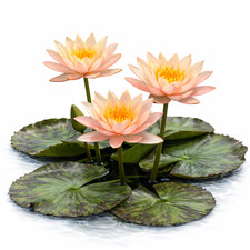 Nymphaea Colorado Water Lily Pond Aquarium Plants Factory