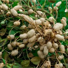 Peanuts, Tennessee Red - Heirloom Seeds - Valencia - 25 seeds